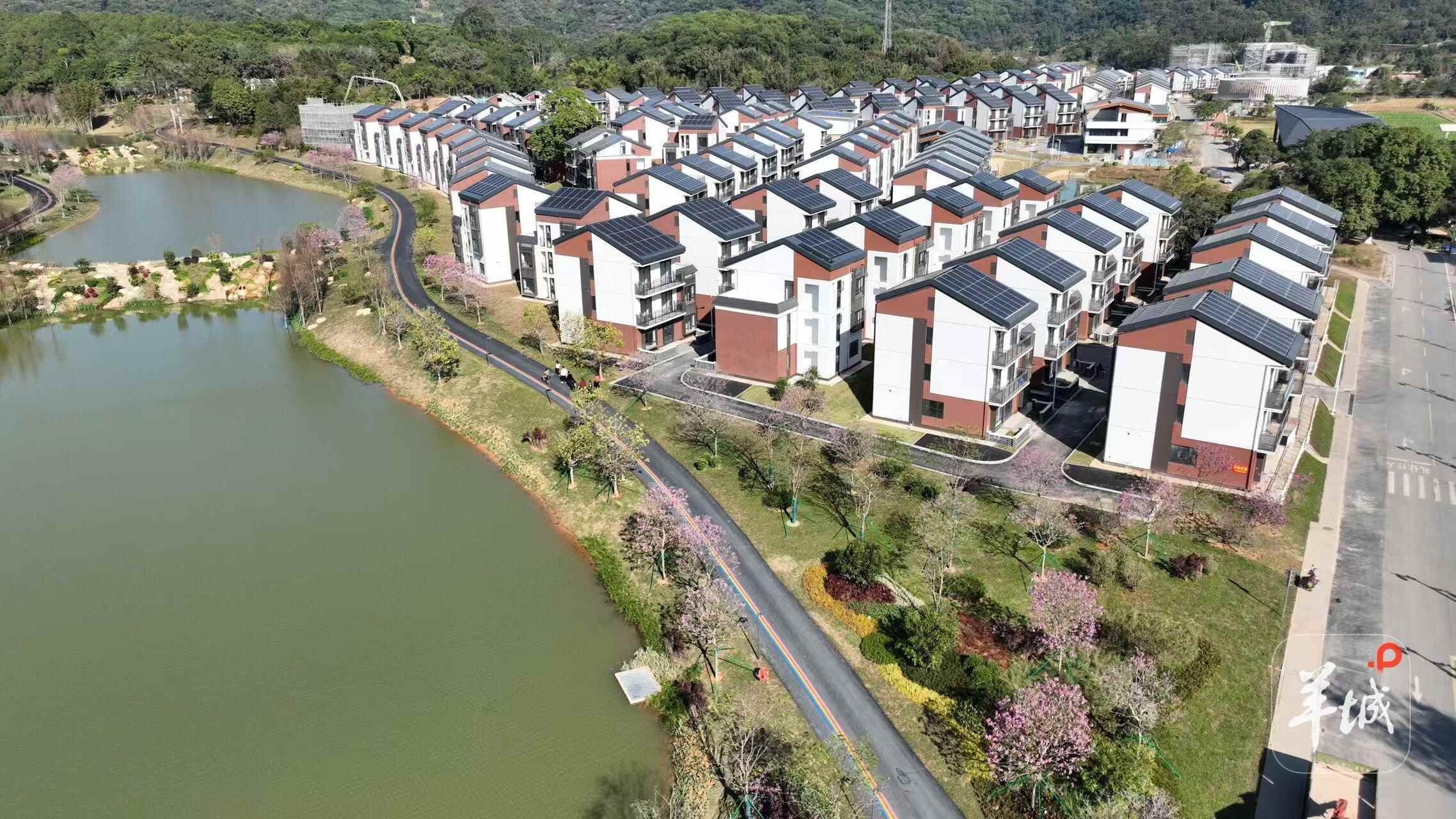 村民乐享“别墅式”生活!广州黄埔“百千万工程”绘就乡村新图景